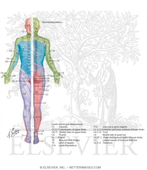 Watermarked preview of labeled image: Dermatomes