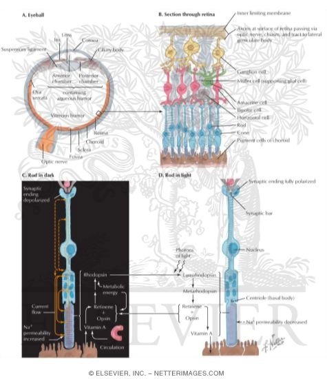 Visual Receptors