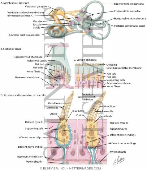 Watermarked preview of labeled image: Vestibular Receptors