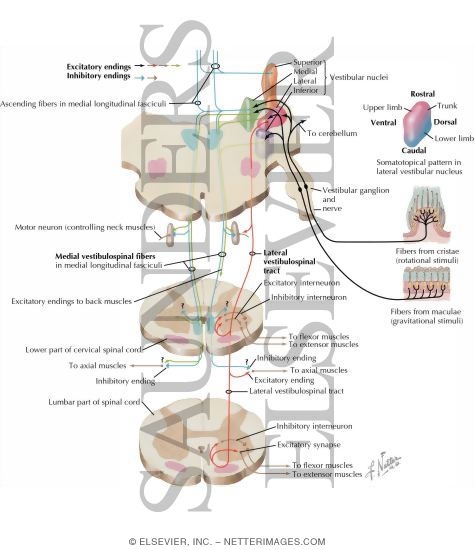 Watermarked preview of labeled image: Vestibulospinal Tracts