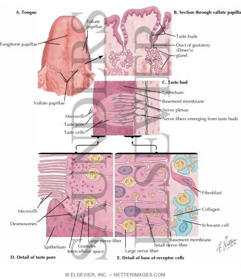 Taste Receptors