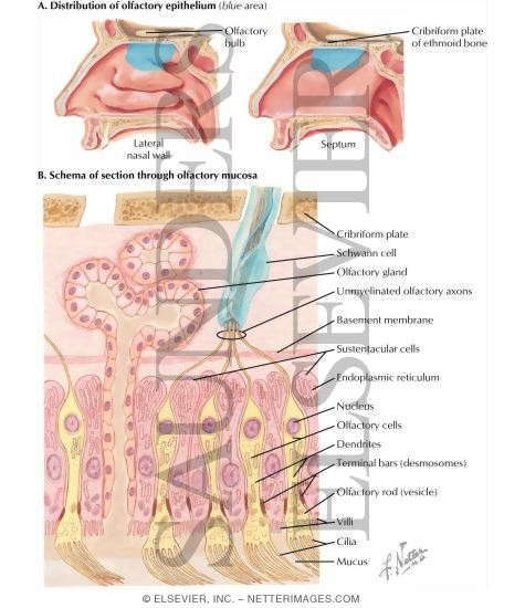 Olfactory Receptors