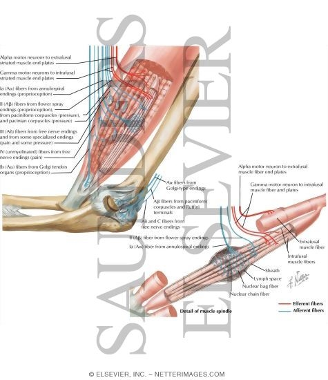 Watermarked preview of labeled image: Muscle and Joint Receptors