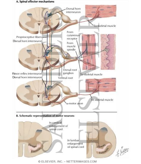 Watermarked preview of labeled image: Spinal Effector Mechanism