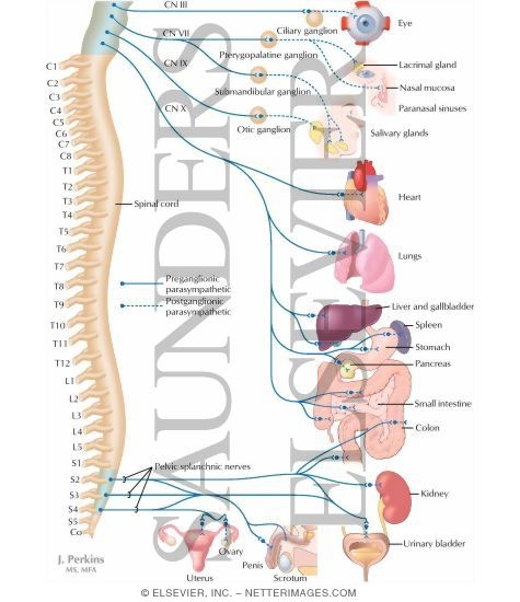 Nervous System: Effects of the Parasympathetic Division of the ANS