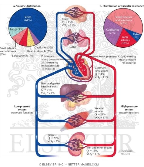 Cardiovascular System Overview