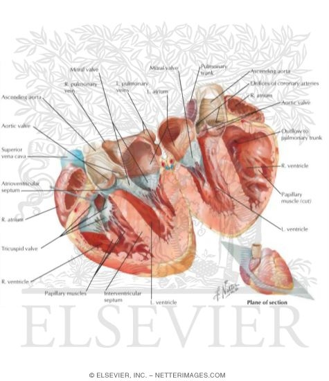 Atria, Ventricles and Interventricular Septum