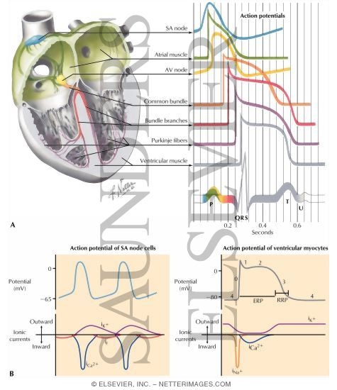 Physiology of the Specialized Conduction System
Relation of Action Potential From the Various Cardiac Regions to the Body Surface ECG