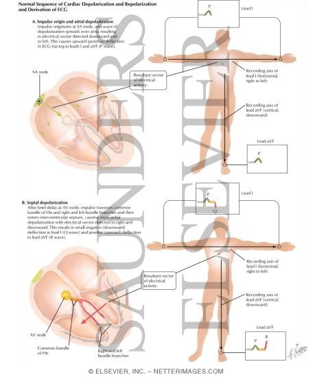 Normal Sequence of Cardiac Depolarization and Repolarization and Derivation of ECG