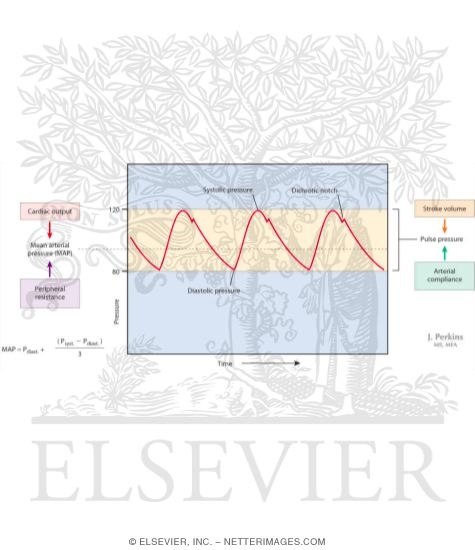 Watermarked preview of labeled image: Arterial Pressure