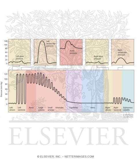 Watermarked preview of labeled image: Pulse Pressures Through the Circulation