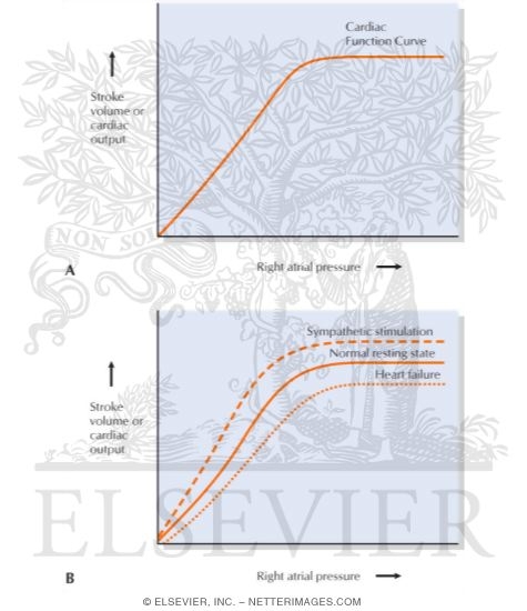 Watermarked preview of labeled image: The Frank-Starling Relationship