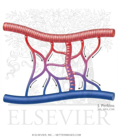 Components of the Microcirculation