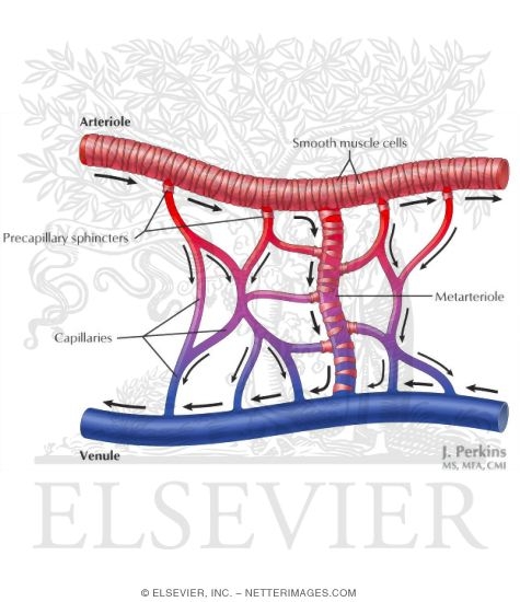 Components of the Microcirculation