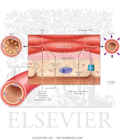 Control of Arteriolar Tone