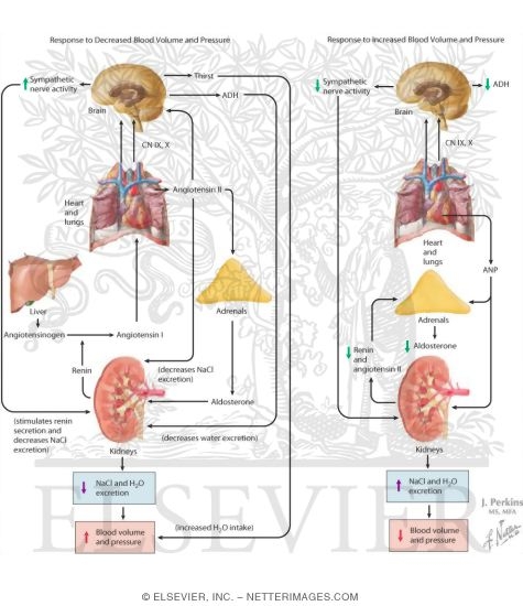 Long-Term Response to Changes In Blood Volume and Pressure