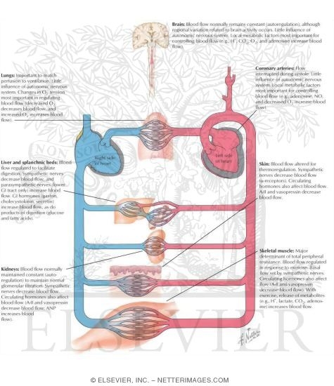 Watermarked preview of labeled image: Circulatory Response to Exercise