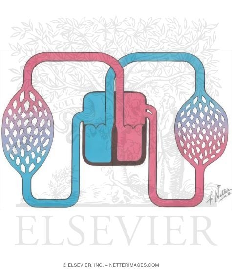 Watermarked preview of unlabeled image: Pulmonary and Systemic Circulations