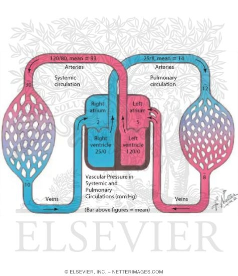 Pulmonary and Systemic Circulations