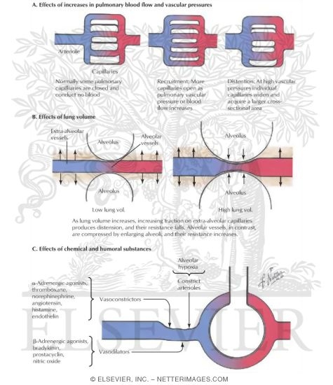 Pulmonary Vascular Resistance