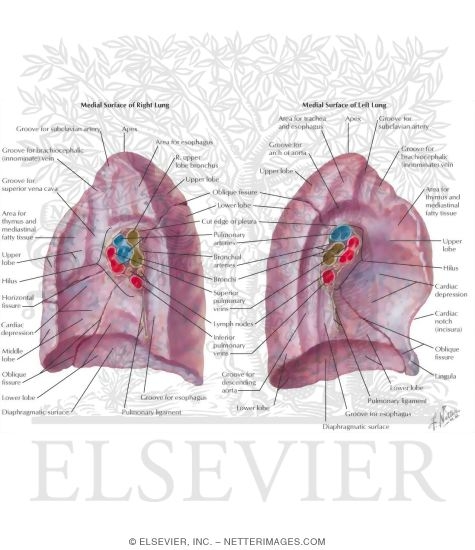 Lungs: Medial Views
Medial Surface of Lungs