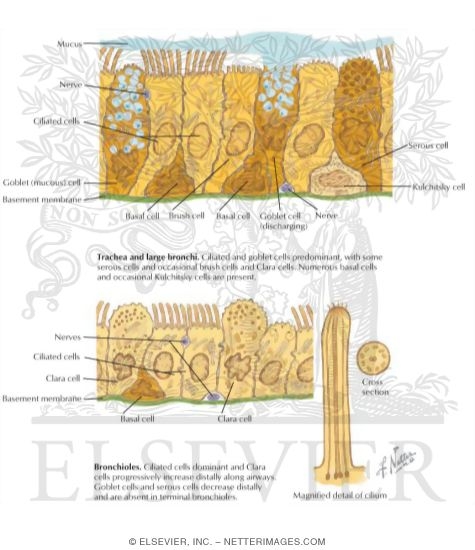 Watermarked preview of labeled image: Ultrastructure of Tracheal, Bronchial, and Bronchiolar Epithelium