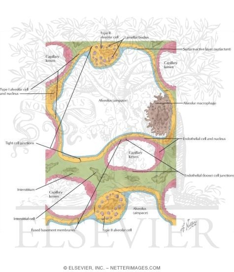 Watermarked preview of labeled image: Ultrastructure of Pulmonary Alveoli and Capillaries