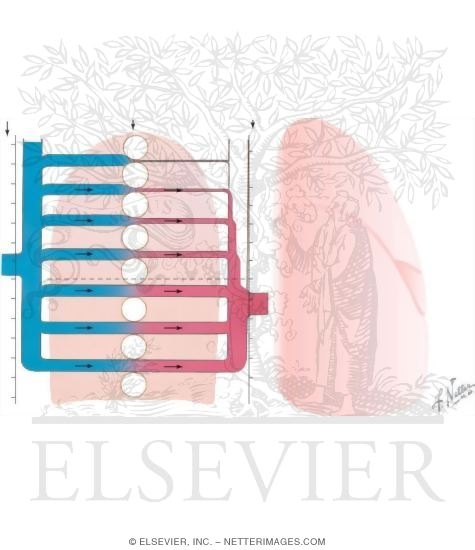 Watermarked preview of unlabeled image: Distribution of Pulmonary Blood Flow