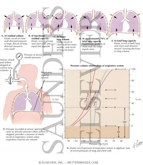 Elastic Properties of Respiratory System: Lung and Chest Wall