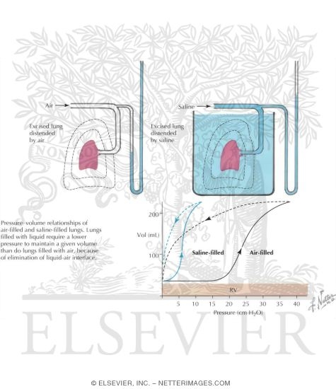 Watermarked preview of labeled image: Compliance and Surface Forces of the Lung