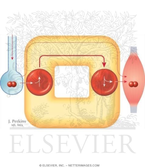 Oxygen Transport