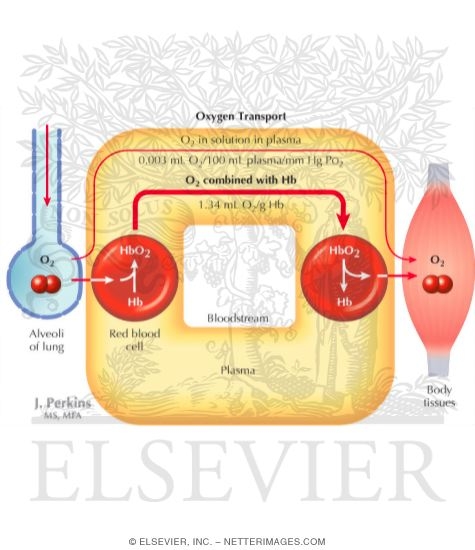 Oxygen Transport