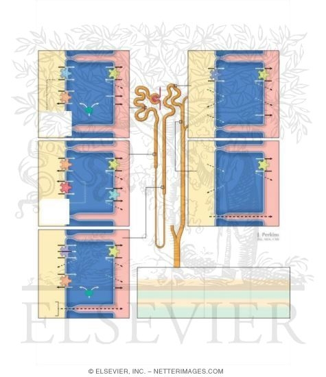 Nephron Sites of Sodium Reabsorption