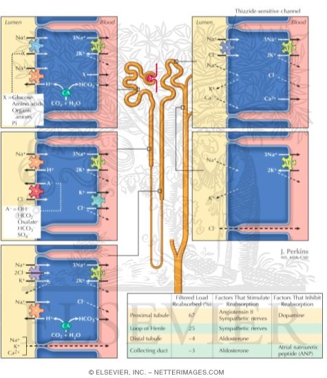 Nephron Sites of Sodium Reabsorption