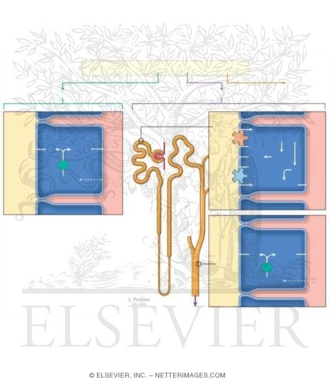Watermarked preview of unlabeled image: Renal Handling of Acid Excretion