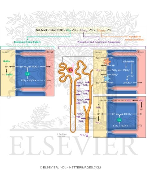 Watermarked preview of labeled image: Renal Handling of Acid Excretion