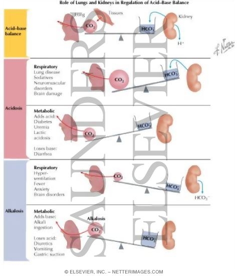 Role of Lungs and Kidneys in Regulation of Acid-Base Balance