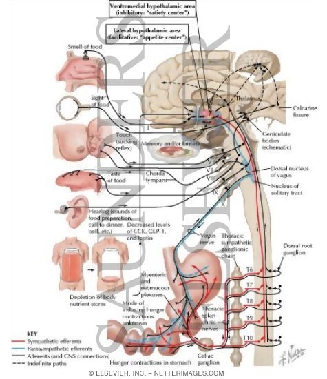 Watermarked preview of labeled image: Neural Control of Appetite and Hunger
Hunger and Appetite
