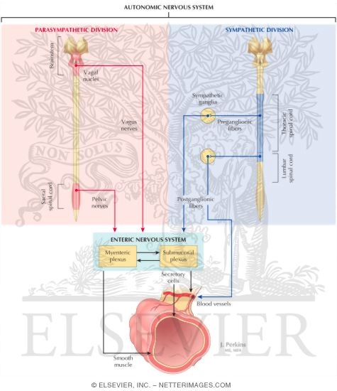 Watermarked preview of labeled image: Integration of Autonomic and Enteric Nervous Systems