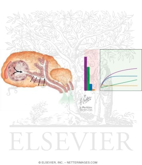 Watermarked preview of unlabeled image: Salivary Acinar Cells