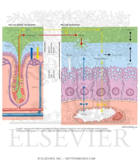 Watermarked preview of labeled image: Mucosal Defense Mechanisms