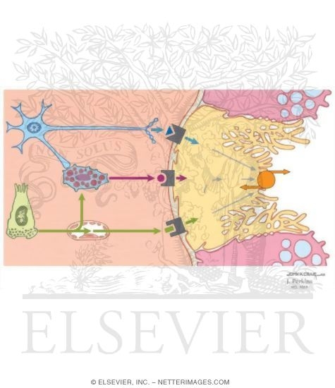 Signal Transduction Mechanisms Regulating HCl Secretion