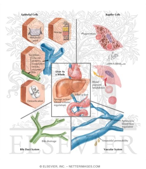 Watermarked preview of labeled image: Overview of Liver Function