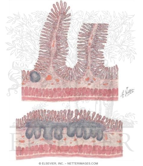 Small Intestine Surface Area