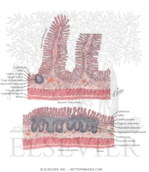Small Intestine Surface Area