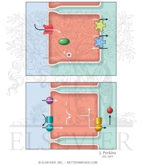Watermarked preview of unlabeled image: Calcium and Iron Absorption
