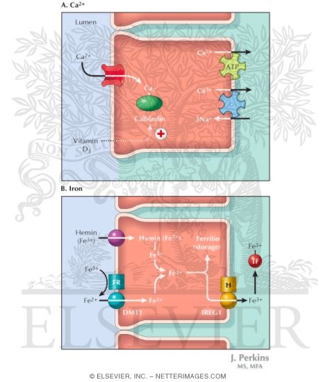 Calcium and Iron Absorption