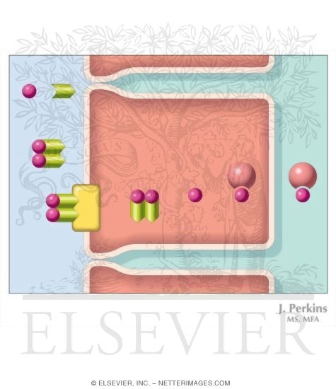 Watermarked preview of unlabeled image: Vitamin B12 Absorption