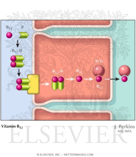 Vitamin B12 Absorption