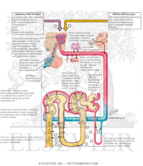 Secretion and Action of Vasopressin